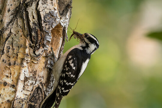 A woodpecker clings to a tree trunk with a large insect in its beak. Anchorage, Alaska, USA