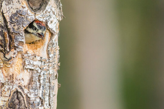 Woodpecker peeks from a tree hole with textured bark and a blurred green background. Anchorage, Alaska, USA