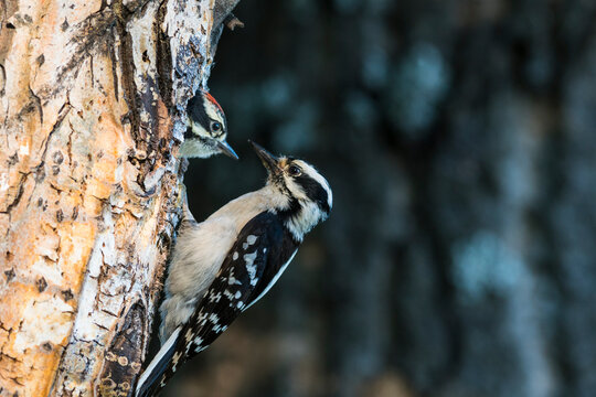 Two woodpeckers perched on a tree trunk, interacting in a forest setting. Anchorage, Alaska, USA