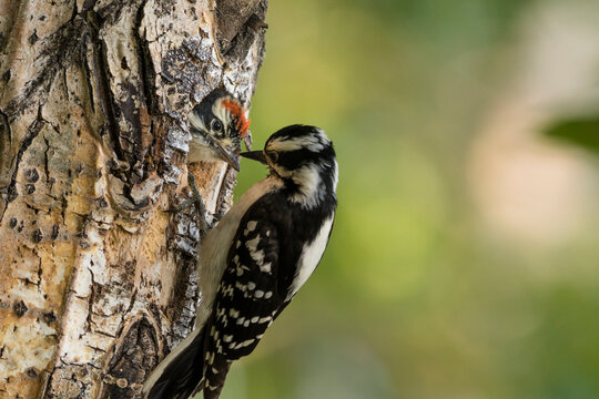 Woodpecker perched on a tree trunk against a blurred green background. Anchorage, Alaska, USA