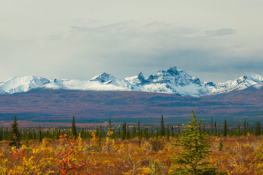 Majestic snowy mountains and autumnal forest under a cloudy sky. Wrangell St. Elias National Park, Alaska, USA