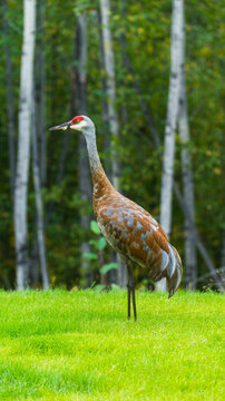 Sandhill crane standing on lush green grass with birch trees in the backdrop Wasilla, Alaska, USA