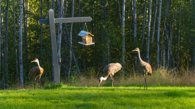 Three elegant cranes stand by a bird feeder amidst a sunlit forest clearing. Wasilla, Alaska, USA