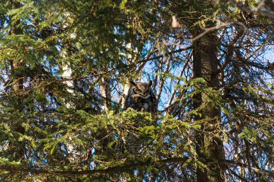 An owl perched among dense green pine branches in a forested area on a sunny day. South Central Alaska, USA