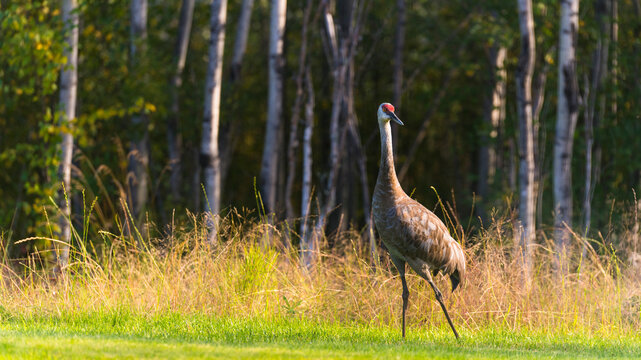 A tall crane with a red crown standing in a grassy area by tall trees in the background. Wasilla, Alaska, USA