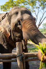 Fototapeta premium Thai elephants in the zoo. Welcome tourists at the Thai Elephant Conservation Center National park