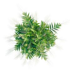 Fototapeta premium Thysanolaena latifolia tree plan, top view, cutout, transparent background, isolate, Delicate sprig of green leaves, close-up, high resolution, nature's beauty
