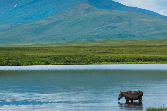 A moose wades through a calm lake with vast green hills in the background under a cloudy sky. Yukon Territory, Canada