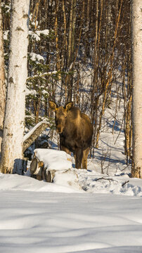 Moose standing in a snowy forest among birch trees, surrounded by winter landscape. South Central Alaska, USA