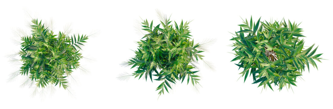 Thysanolaena latifolia tree plan, top view, cutout, transparent background, isolate, Delicate field of rye grass with soft light, peaceful nature scene