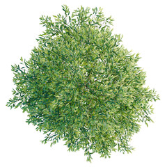 Obraz premium Waterhousea floribunda tree plan, top view, cutout, transparent background, isolate, Detailed Greenery Branch with Lush Foliage - Nature's Delicate Beauty - Stock Photo