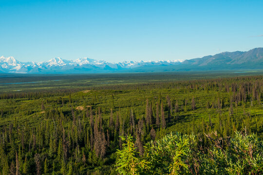 Vast green landscape with mountains and trees under a clear blue sky. Denali Highway, Alaska, USA