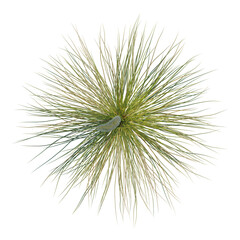 Obraz premium Xanthorrhoea minor tree plan, top view, cutout, transparent background, isolate, Delicate fern leaf texture, close-up macro photo, intricate details of nature's artistry