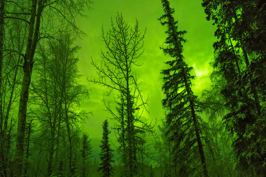 Leafless trees silhouetted against a green-tinged sky in a forest setting at dusk. Big Lake, Alaska, USA