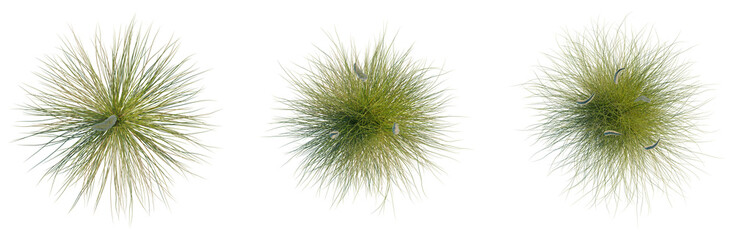 Obraz premium Xanthorrhoea minor tree plan, top view, cutout, transparent background, isolate, Delicate Grass Texture Close-Up, Natural Background, Soft Focus, High Resolution, Scenic