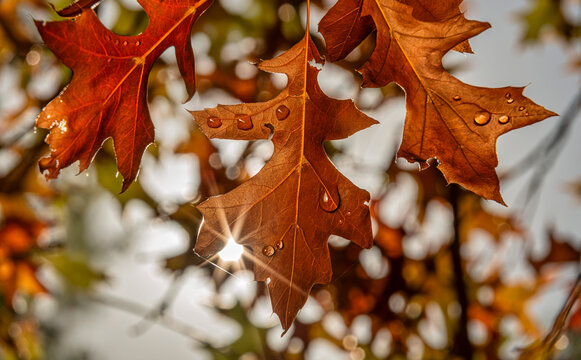 Close-up of colorful autumn leaves with water droplets and sunlight filtering through. New York, USA