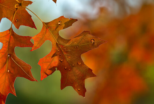 Close-up of autumn leaves with water droplets, blurred background in vibrant colors. New York, USA