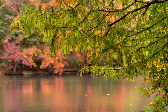 Vibrant autumn foliage reflects beautifully on a peaceful lake with overhanging green branches. Central Park, New York City, USA