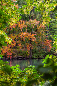 Vibrant autumn leaves on a tree reflected in a calm lake, framed by lush greenery. Central Park, New York City, USA
