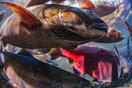 Spawning migration, underwater view of salmon swimming in clear water, showing their scales and fins in detail. Alaska, USA