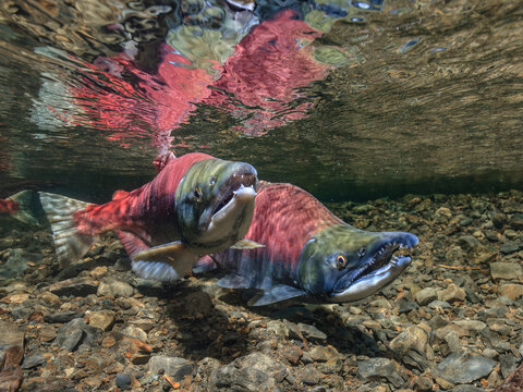 Two salmon, Courting pair,  swim upstream with vibrant red bodies in a clear, rocky riverbed. Alaska, USA