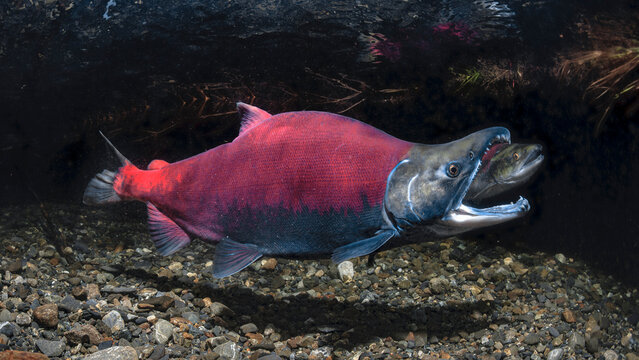 Underwater view of a vibrant Gaping male Sockeye Salmon swimming over pebbles in clear water. Alaska, USA