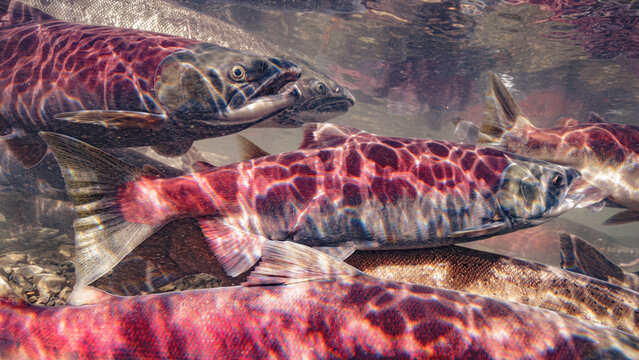 Staging Sockeye salmon females swimming underwater with shimmering light creating patterns on their bodies. Alaska, USA