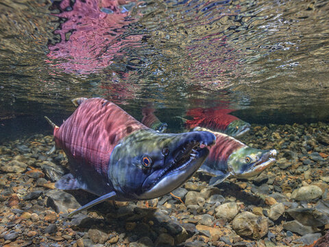 Underwater view of Male Sockeye Salmon holding position over redd over rocky streambed with reflections above. Alaska, USA