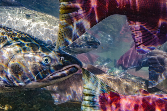 Salmon traffic, colorful salmon swimming underwater with shimmering light patterns on their scales. Alaska, USA