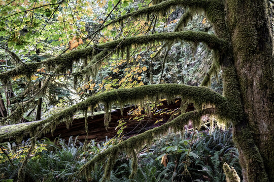 Lush, moss-covered trees in a dense, vibrant forest with dappled sunlight filtering through. Qualicum, Vancouver Island, British Columbia, Canada