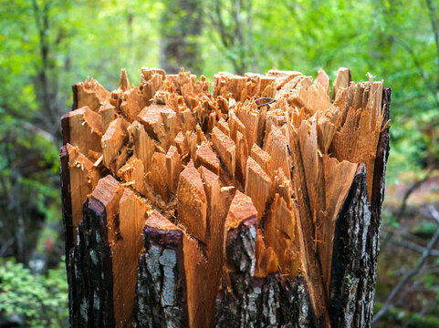Close-up of jagged tree stump in a lush green forest. Bowser, Vancouver Island, Canada