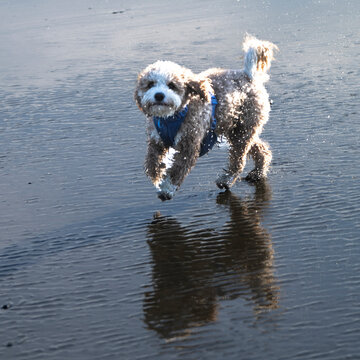 Fluffy dog running on wet sandy beach with reflection in water. Tofino, Vancouver Island, Canada