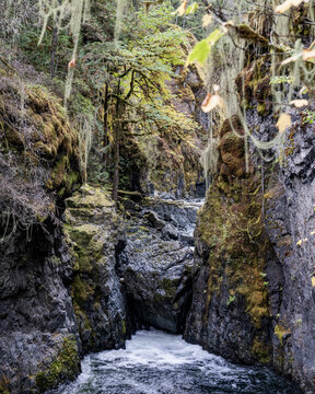 A lush forest gorge with moss-covered cliffs and a flowing river beneath a canopy of trees. Errington, Vancouver Island, Canada