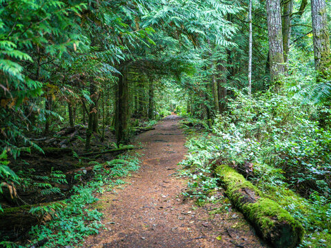 Lush green forest path lined with moss-covered trees and dense foliage. Bowser, Vancouver Island, Canada