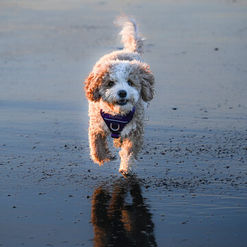 Small fluffy dog with curly fur and harness running on wet sand reflecting its image. Ucluelet, Vancouver Island, Canada