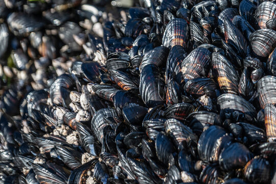 A cluster of dark mussels tightly packed on a rocky surface glistening in sunlight. Tofino, Vancouver Island, Canada