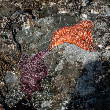 Two vibrant sea stars among rocks and sand in a coastal tide pool setting. Tofino, Vancouver Island, Canada