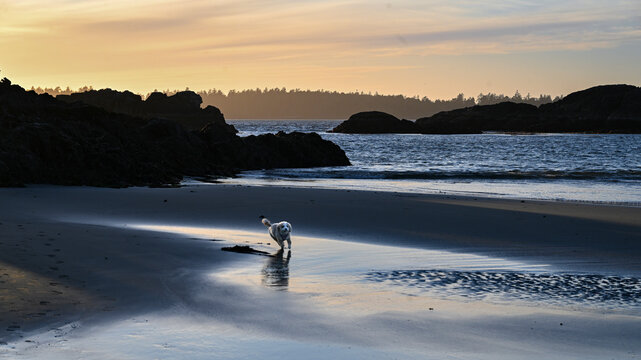 A dog plays on a tranquil beach at sunset with rocky cliffs and a calm ocean in the background. Tofino, Vancouver Island, Canada