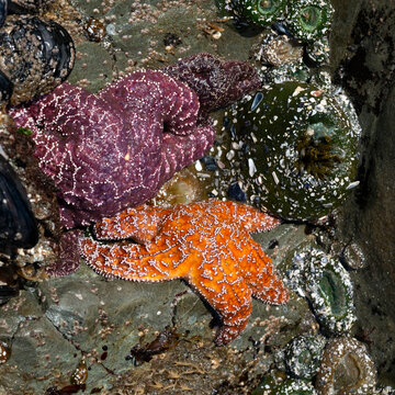 Starfish and sea anemones on rocky tide pool with vibrant colors and textures. Tofino, Vancouver Island, Canada