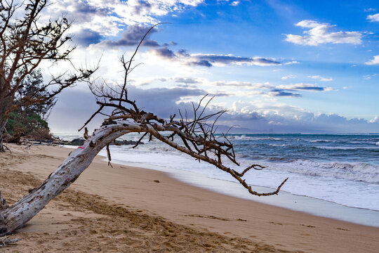A lone tree leans over a sandy beach with waves crashing under a partly cloudy sky. Little Paia Beach, Maui, Hawai, USA
