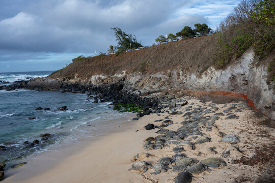 A rocky shoreline with sandy beach and many sea turtles basking under a cloudy sky. Hookipa Beach, Maui, Hawaii, USA
