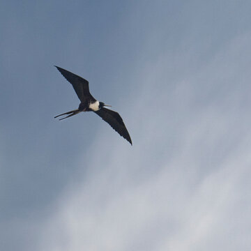 A lone bird soars gracefully across a clear blue sky with wispy clouds. Todos Santos, Mexico