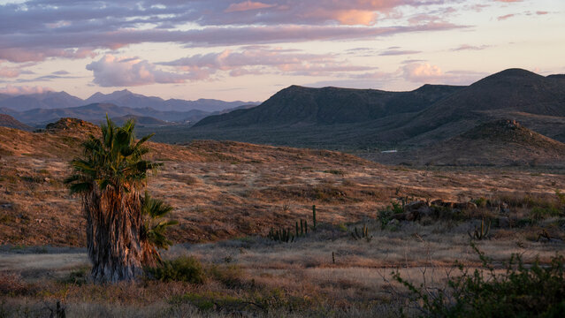 Arid desert landscape with a lone palm tree and distant mountains under a pastel sky. Todos Santos, Baja California, Mexico