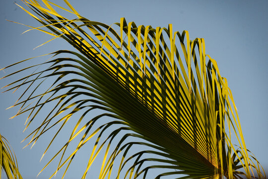 Palm leaf silhouette against a clear blue sky creating a tropical and serene impression. Todos Santos, Baja California, Mexico