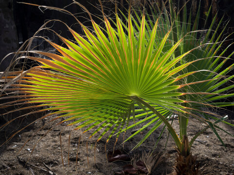 Sunlit palm leaf with vibrant greens and oranges against a dark, earthy background. La Paz, Baja California Sur, Mexico