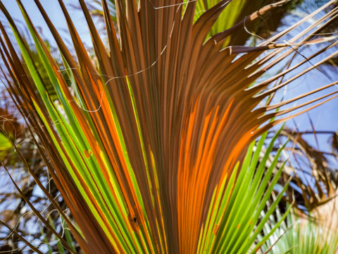Close-up of a vibrant green and orange palm leaf under bright sunlight. La Paz, Baja California Sur, Mexico