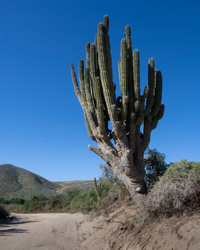 A towering cactus stands by a dirt path under a clear blue sky in a desert landscape. Todos Santos, Baja California Sur, Mexico