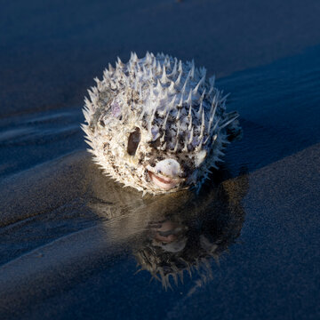Spiky puffer fish lies on wet sand with reflection on a beach. Todos Santos, Baja California, Mexico