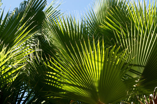 Sunlit green palm fronds against a bright blue sky create a tropical atmosphere. Todos Santos, Mexico