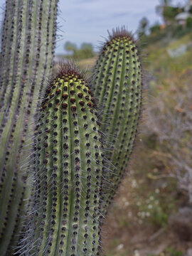 Close-up of two tall green cacti with sharp spines in a natural desert landscape. Todos Santos, Mexico